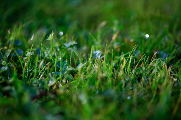 A drop of water on the grass close up. Natural blurred green background. For texture, background. Nature.