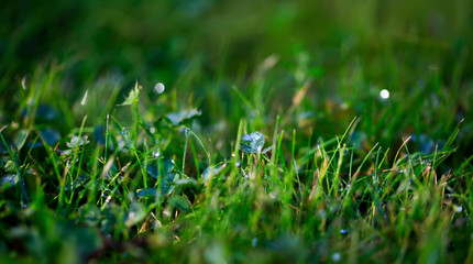 A drop of water on the grass close up. Natural blurred green background. For texture, background. Nature.