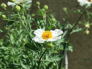 California tree poppy or Coulter's Matilija poppy (Romneya coulteri)