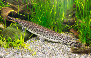 Spotted pike. These fish inhabit the waters of North America. An elongated body and a long mouth dotted with rare and very sharp teeth. The shell pike is found in freshwater reservoirs and reaches the