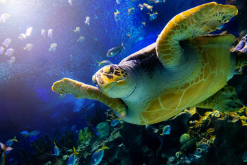Green sea turtle in deep blue seawater .Snorkeling with sea turtle. turtle with sunburst in background underwater.Closeup of green sea turtle on coral reef