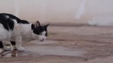 Black and white cat drinks water on the road in slow motion