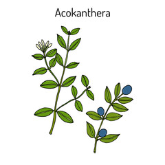 Acokanthera schimperi medicinal plant