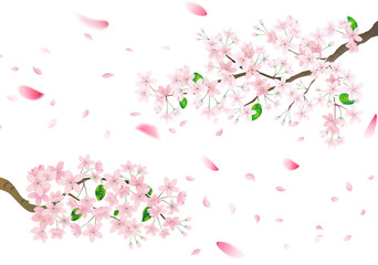 Pink sakura flower and flying petals. Cherry blossom isolated on white background.