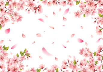 Sakura frame on white background