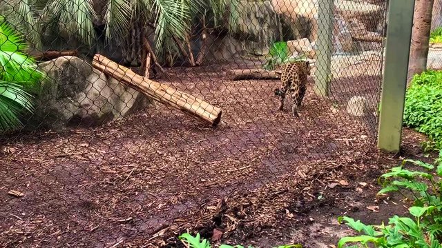 Jaguar pacing back and forth in a cage  in a Zoo