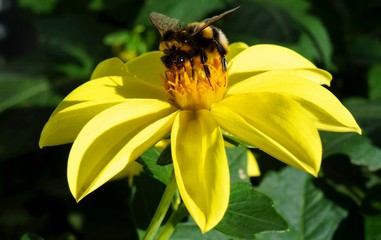 Bee collects nectar