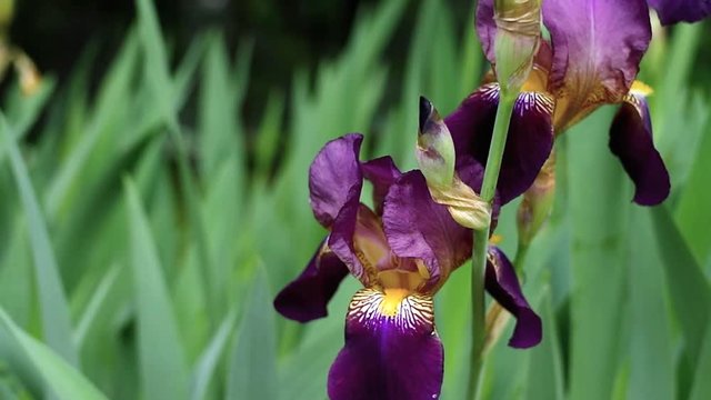 iriss germanica in bloom floral theme - seasosns and gardens