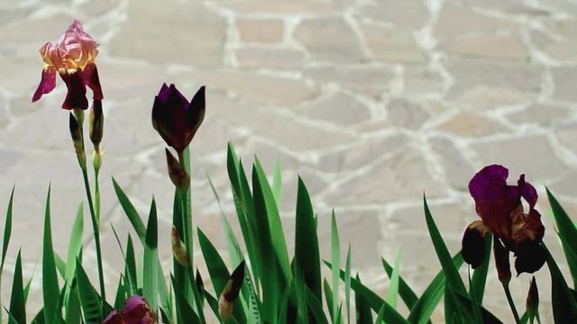 iriss germanica in bloom floral theme - seasosns and gardens