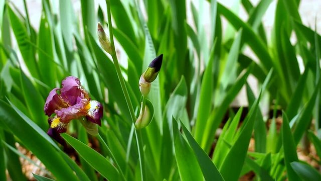 iriss germanica in bloom floral theme - seasosns and gardens