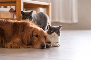 Fototapeta na wymiar Golden Retriever dogs and British short-haired cats