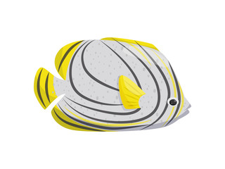 Striped fish on white background. Water life.