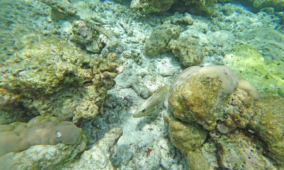 landscape fauna under water sea fishes and corals 