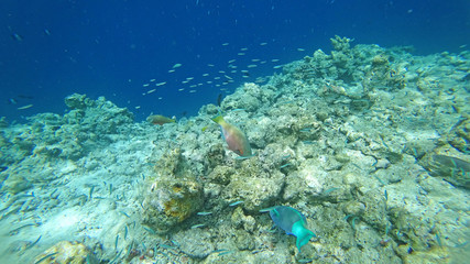 Fototapeta na wymiar landscape fauna under water sea fishes and corals 