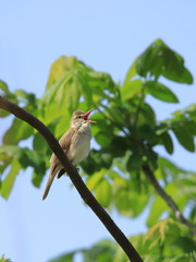 オオヨシキリ　Great reed warbler