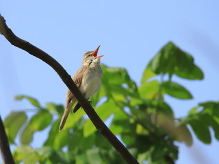 オオヨシキリ　Great reed warbler