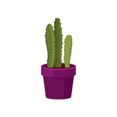 Cactus in purple flowerpot. Natural interior decor.