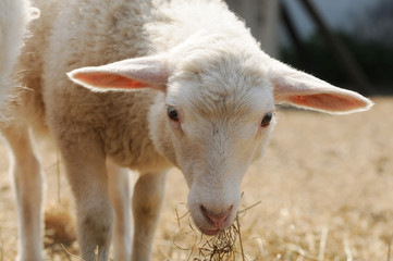 white lamb standing and looking