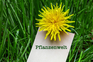 Pflanzenwelt