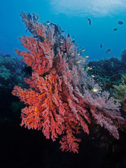Fototapeta na wymiar Underwater wide angle photography of a red sea fan. (Pulau Bangka, North Sulawesi/Indionesia)