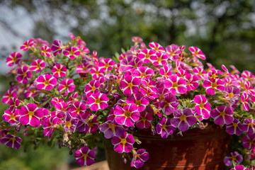 Beautiful blooming flowers in garden, summer background