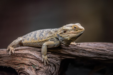 An alert bearded dragon full length as it rests on an old wooden log against a dark coloured background