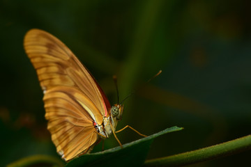 tropischer schmetterling auf einem blatt vor grünem hintergrund