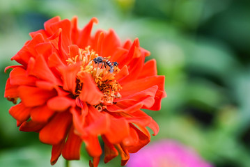 bee pollinating magenta red or yellow colored flower of zinnia.
