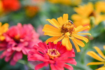 bee pollinating magenta red or yellow colored flower of zinnia.