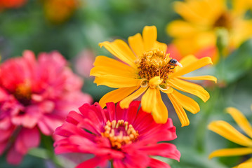 bee pollinating magenta red or yellow colored flower of zinnia.