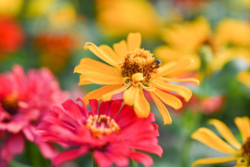 bee pollinating magenta red or yellow colored flower of zinnia.