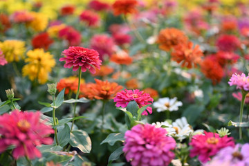 Zinnia flower or Zinnia violacea plants of the sunflower tribe within the daisy family.