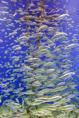 Fototapeta na wymiar Many fish swimming display in the famous National Aquarium Denmark of Copenhagen