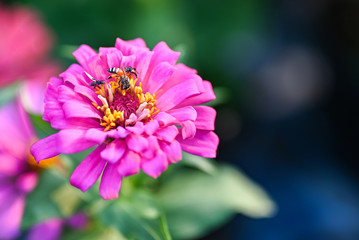 Obraz premium bee pollinating magenta red or yellow colored flower of zinnia.