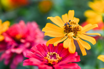 bee pollinating magenta red or yellow colored flower of zinnia.