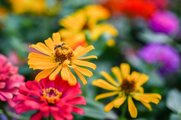 bee pollinating magenta red or yellow colored flower of zinnia.
