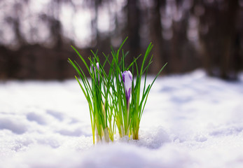 beautiful fresh tender flowers purple crocuses make their way in the spring in the Park from under the brilliant white snow on a warm morning