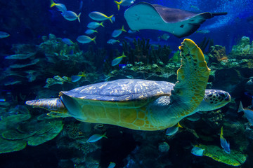 Green sea turtle in deep blue seawater .Snorkeling with sea turtle. turtle with sunburst in background underwater.Closeup of green sea turtle on coral reef