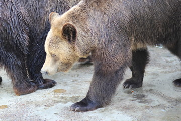 brown bear in zoo