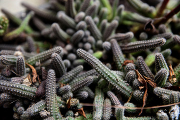 Little prickly cactus plants