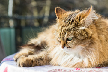 Adorable long haired cat of siberian breed in relax. Hypoallergenic pet of livestock
