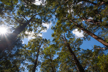 Tall Australian trees in a forest reaching up to a blue sky
