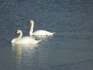 Obraz premium Птахи, лебеді, весна