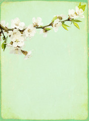 Grunge vintage background with flowers of cherry