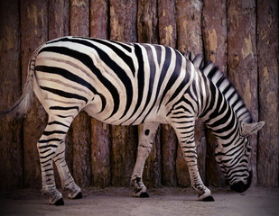 zebra in zoo