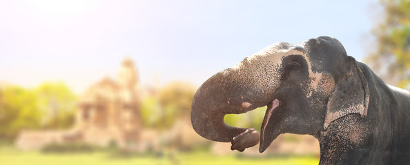 Horizontal banner with elephant © frenta