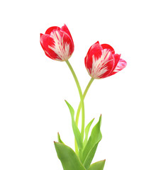 Two tulips of red color