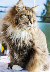 Obraz premium Adorable long haired cat of siberian breed in relax. Hypoallergenic pet of livestock