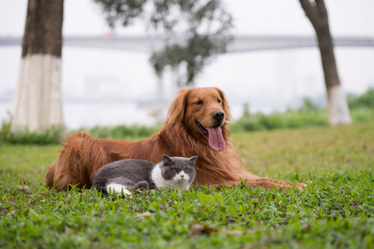 Golden Retriever dogs and British short-haired cats play on the grass
