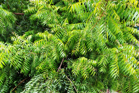 Neem tree or Azadirachta indica with branches and leaves